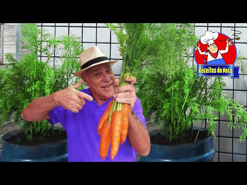 CENOURA GIGANTE no GALÃO PET🥕