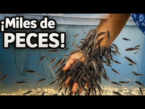 Acuario Michin de Guadalajara ¿Porque todo mundo quiere ir? 🐠🐡🐚🐢🦈🪸