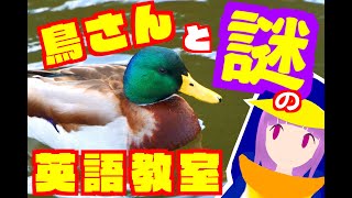 鳥さんと謎の英語教室