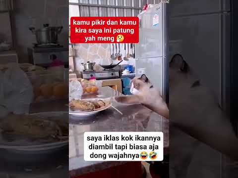 Aku adalah meja, kamu gak liat aku #cat #cutecat #catvideos #funny #funnycats #kucinglucu