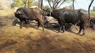 Nice murra meeting bull