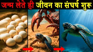 जन्म लेते ही जीवन का संघर्ष शुरू | कछुए का जीवन चक्र | Turtles Life Cycle in Hindi