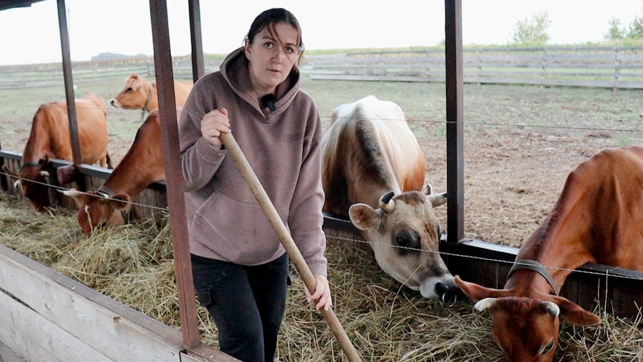 Рыдаю расстаюсь с кормилицами. Выбираю коров на продажу.