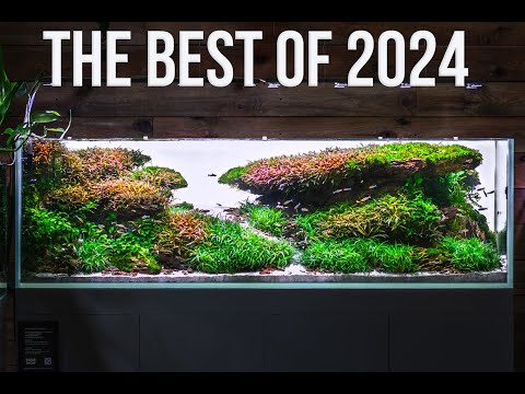 The Best Aquascape Of 2024?