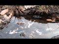 Amphibian Conservation and Diseases