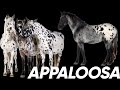 Appaloosa Horse Characteristics and History
