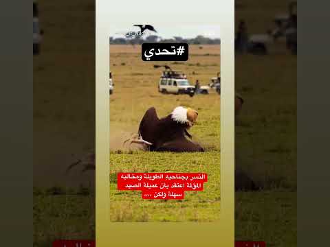 #تحدي #النسر #الصيد #الفهد #اكسبلور #تصميم #العالم #ترند #السعودية #الجزائر #الناس #المغرب #مصر