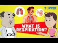 Energy and Respiration in Organisms