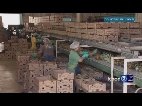 YouTube video thumbnail: Amazon Deal: Hawaii-Grown Pineapples Getting Fast Track to Mainland
