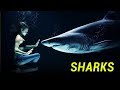 Shark Biology and Behavior