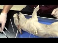 Fetal Pig Anatomy and Dissection