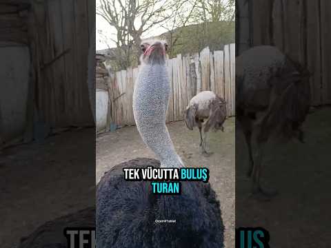 🚀 Dünyanın En Hızlı Kuşu: Deve Kuşu! 🦵🐦