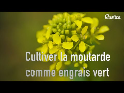 Engrais vert : pourquoi semer de la moutarde