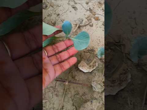 टेरेस गार्डन पर पौधे सुख गए #terracegarden #gardening #ytshorts ##vegitables