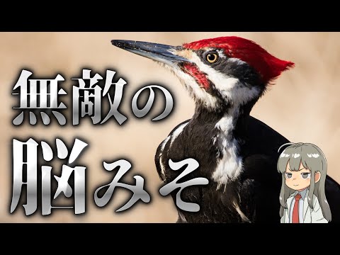 【謎】キツツキはなぜ脳震盪にならないのか？【解説】