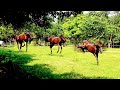 Understanding the Video Content