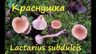 видео