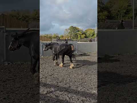 shire x foal #horse #shirehorse #foal #blessed #blessedlife #ponyhorse #animals #equestrian