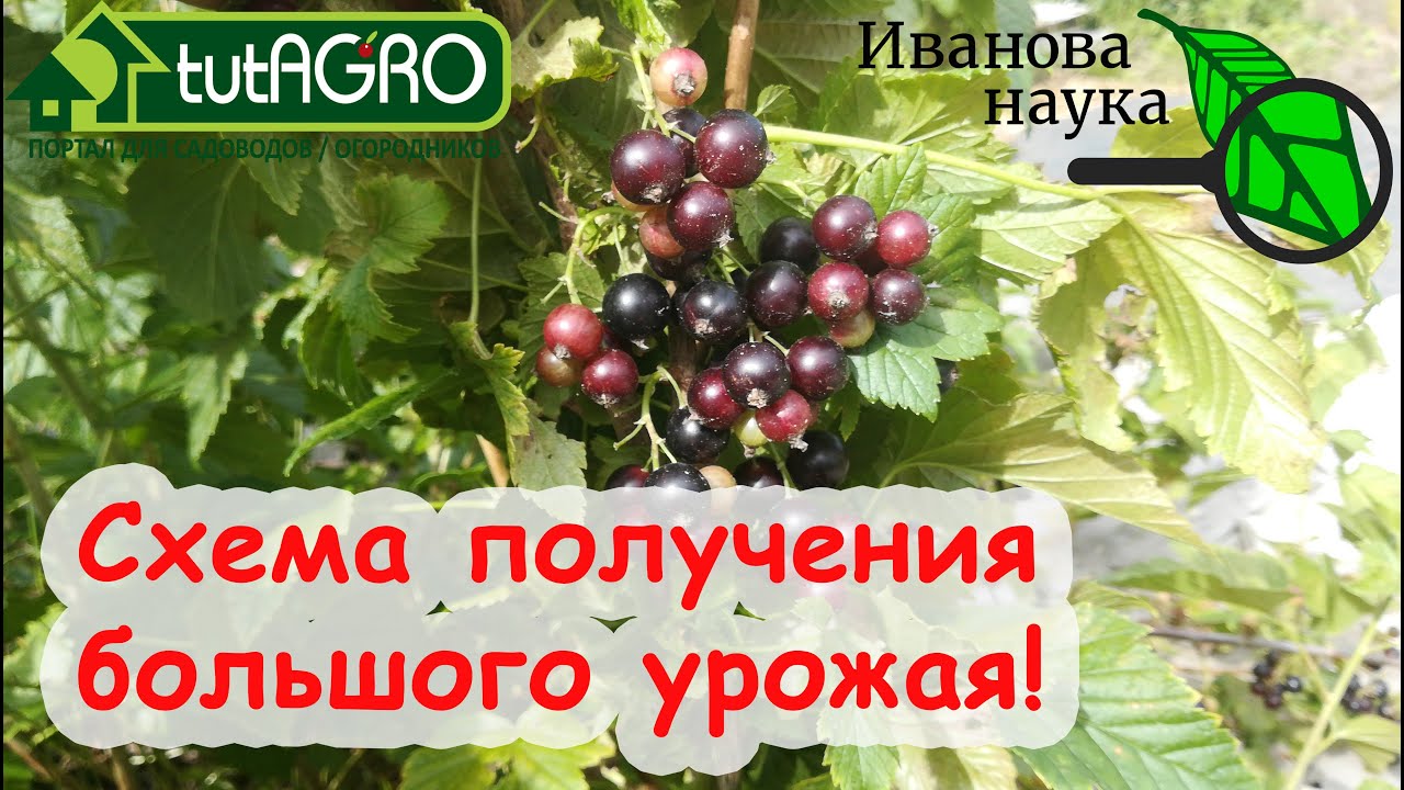 У меня огромный урожай смородины и крыжовника и вот почему. Сделайте так и у вас будет то же самое!