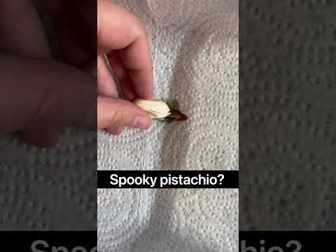 It’s a baby crested gecko hatching from an egg!