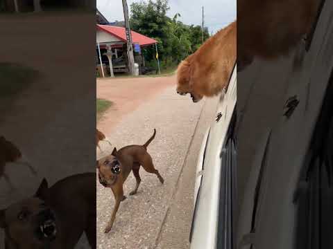 This golden retriever doesn't like any friends 😂 (via kungfu 12)