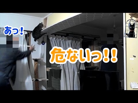 保護猫がキャットウォークから落下？！