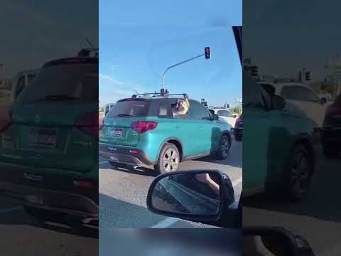 funnydogs#cute#doglover#doglife#cure#dogshorts#pet#doglife#dogshorts