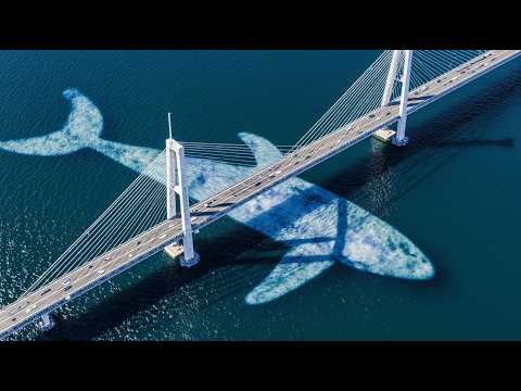 A MAIOR BALEIA DO MUNDO DE TODOS OS TEMPOS I  DOCUMENTÁRIO