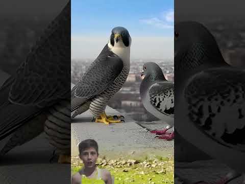 Big Black Birds On Tops #amazinganimalsanimalkingdom