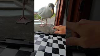 ¡Mi Mascota Gaviota Y Sus Cenas Dobles!