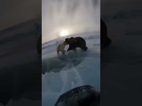 What Kind Of Bear Was THAT?! Polar vs “Prehistoric” Standoff
