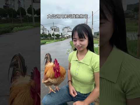 After walking the chicken for a while, the big rooster came and asked me to hug it again.