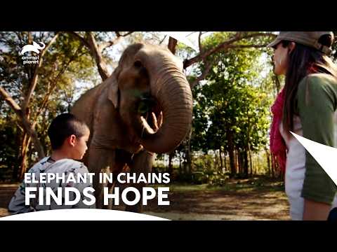 A Young Boy’s Mission to Save Elephants | Dodo Heroes | Animal Planet