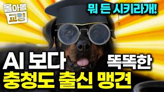 "ㅋㅋㅋ 시키는 건 다한다!!!!!!" 충청도 시골 마을을 주름잡은 천재개, 로트와일러의  어쩌면 AI 보다 똑똑한 천재성ㅋㅋㅋ #몰아볼교양