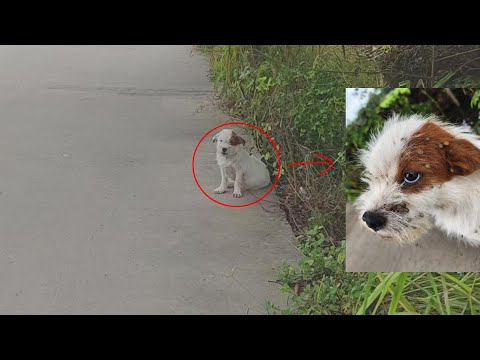 Abandoned on the roadside his eyes filled with sadness silently begging for help