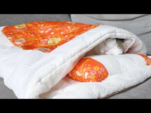 寒くてお布団から出たくないみり。-Miri doesn't want to get out of the futon because it's cold.-