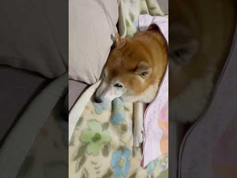 柴犬福がおばあさんの布団を占領！笑えるかわいい瞬間をご紹介 サムネイル