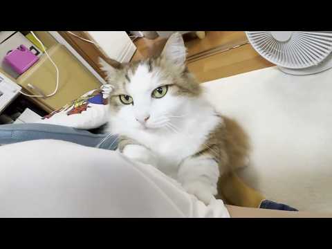 猫の動画サムネイル - 大好きなお母さんの前で不覚にもブス顔になってしまった猫
