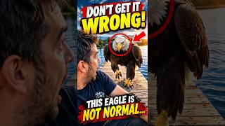 DON’T GET IT WRONG! Why This Eagle Dares to Approach Humans