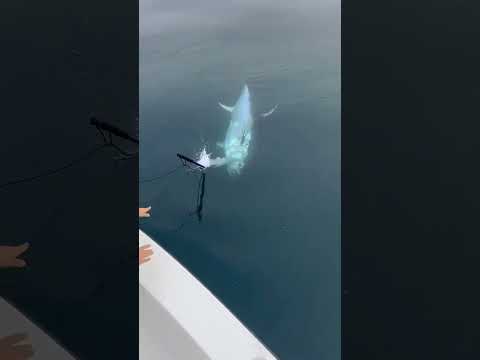 Amazing Fishing the giant tuna in the deep ocean! &#127754;&#127907;
