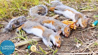 RUN & GUN SQUIRREL HUNTING on the Back 40 | Catch, Clean, Cook!