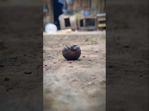 Beautiful pill bugs #shortvideo #pillmillipede