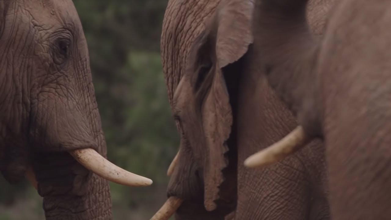 South Africa's Strongest Animals Wild Lands: South Africa BBC Earth