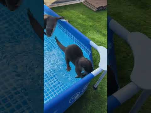 Otters Walk on Slippery Ice #Shorts