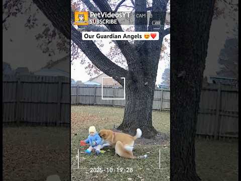 DOG Saves Baby — Heartwarming Moments 😱😍