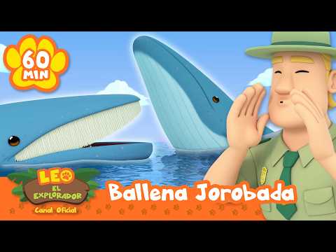 ¡LOS MAMÍFEROS MÁS GRANDES DEL MAR! ¡Ballenas, tiburones y más! | Leo, El Explorador | Animación