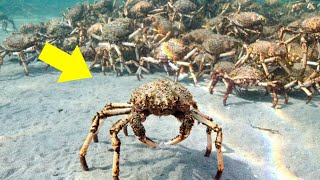 They Found a Mountain of Crabs – What Was Underneath Left Experts Terrified