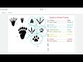 Animal Track Classification and Features