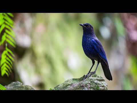 Som de Pássaros Cantando na Natureza