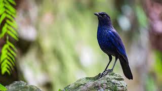 Som de Pássaros Cantando na Natureza